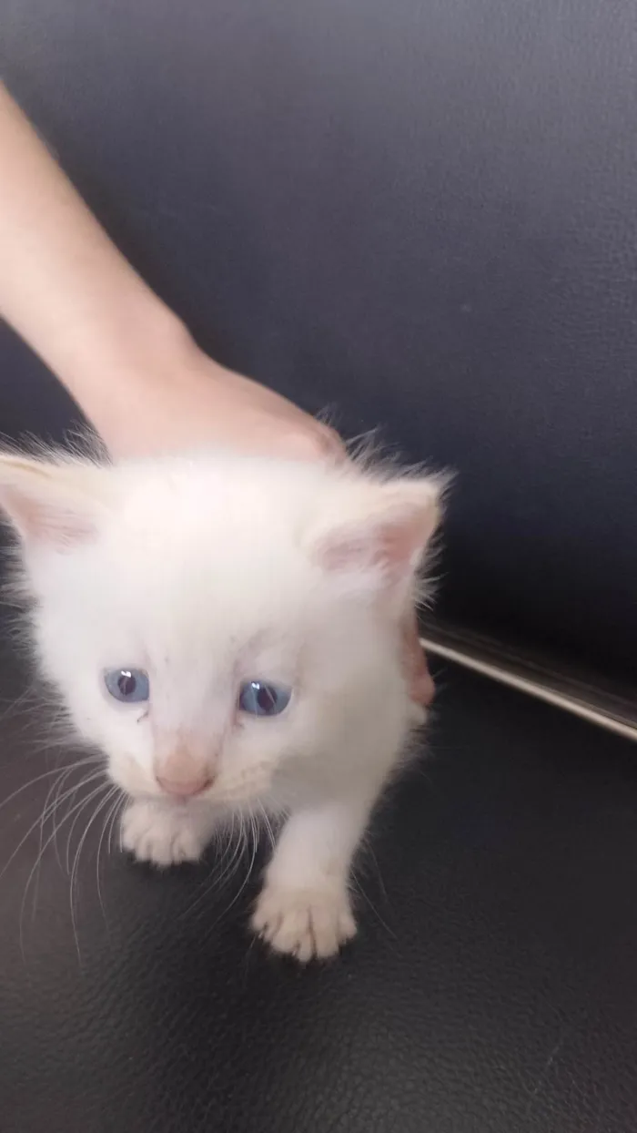 Gato ra a SRD-ViraLata idade Abaixo de 2 meses nome Pelúcia 