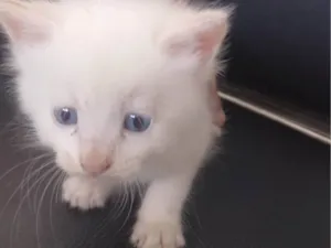 Gato raça SRD-ViraLata idade Abaixo de 2 meses nome Pelúcia 