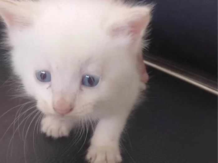 Gato ra a SRD-ViraLata idade Abaixo de 2 meses nome Pelúcia 