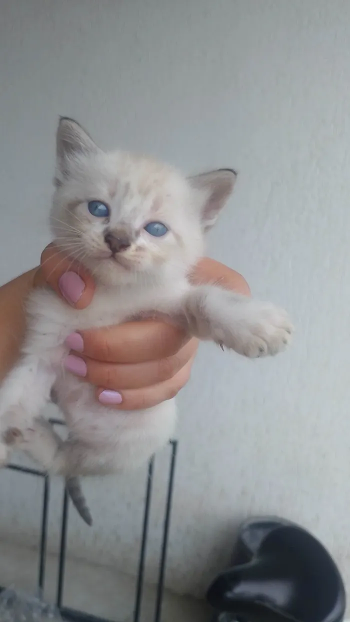 Gato ra a SRD-ViraLata idade Abaixo de 2 meses nome Dengoso 