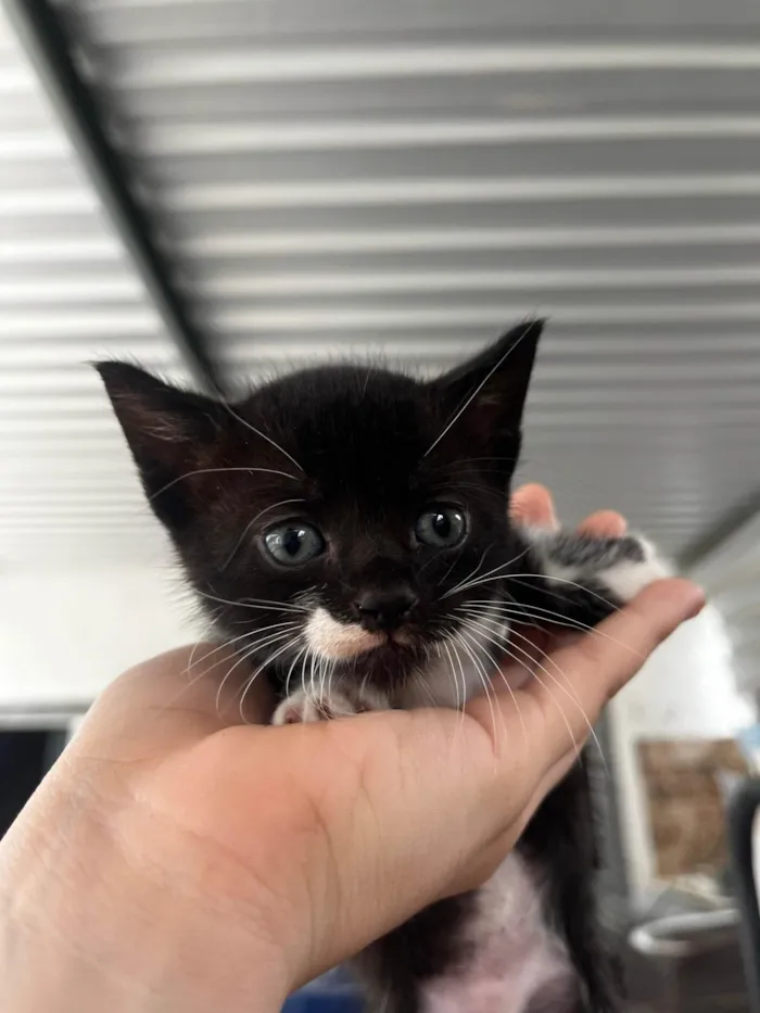 Gato ra a SRD-ViraLata idade Abaixo de 2 meses nome Pretinha 