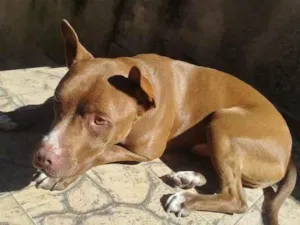 Cachorro raça Pit-Bull idade 2 a 6 meses nome Falar com Claudio - Whats 11 96357-8117