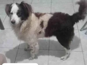 Cachorro raça SRD-ViraLata idade 2 a 6 meses nome Falar com Maria - Whats 11 98744-2506