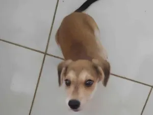 Cachorro raça SRD-ViraLata idade 2 a 6 meses nome MEL