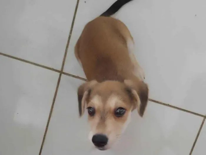 Cachorro ra a SRD-ViraLata idade 2 a 6 meses nome MEL