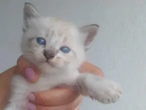 Gato raça SRD-ViraLata idade Abaixo de 2 meses nome Dengoso 