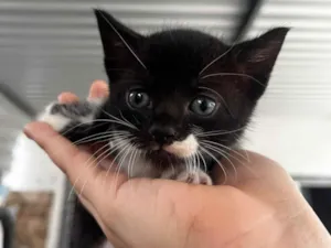 Gato raça SRD-ViraLata idade Abaixo de 2 meses nome Pretinha 
