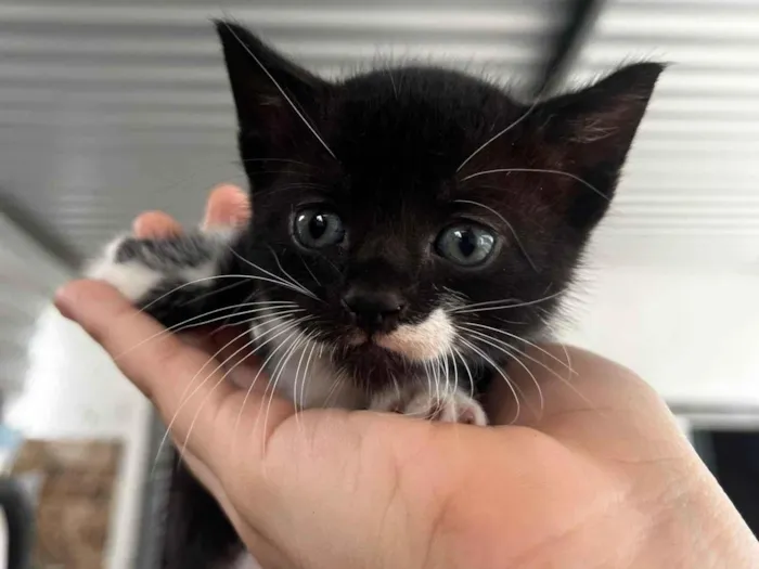 Gato ra a SRD-ViraLata idade Abaixo de 2 meses nome Pretinha 