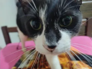 Gato raça SRD-ViraLata idade 3 anos nome Elvis 