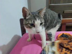 Gato raça SRD-ViraLata idade 3 anos nome Francisco