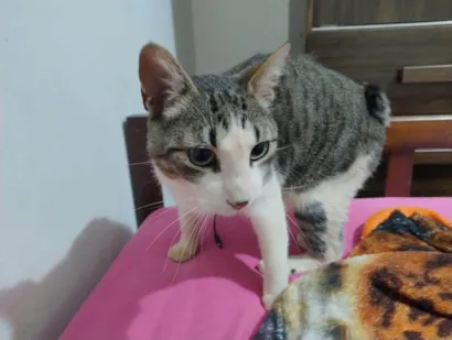 Gato raça SRD-ViraLata idade 3 anos nome Francisco