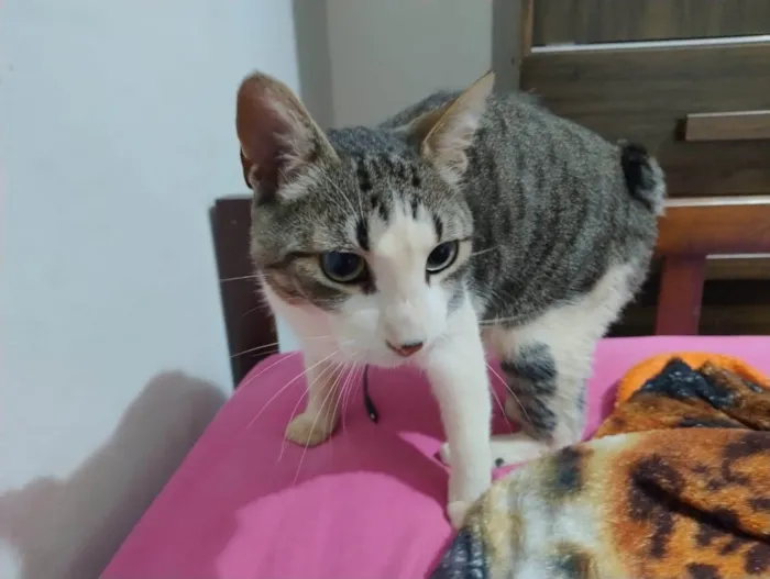Gato ra a SRD-ViraLata idade 3 anos nome Francisco