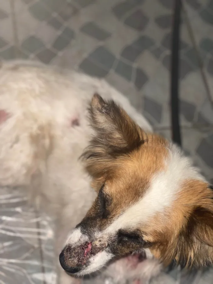 Cachorro ra a SRD-ViraLata idade 4 anos nome Jujuba 