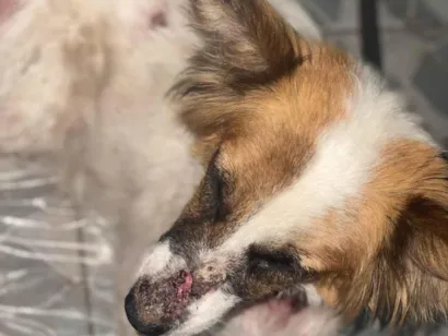 Cachorro raça SRD-ViraLata idade 4 anos nome Jujuba 