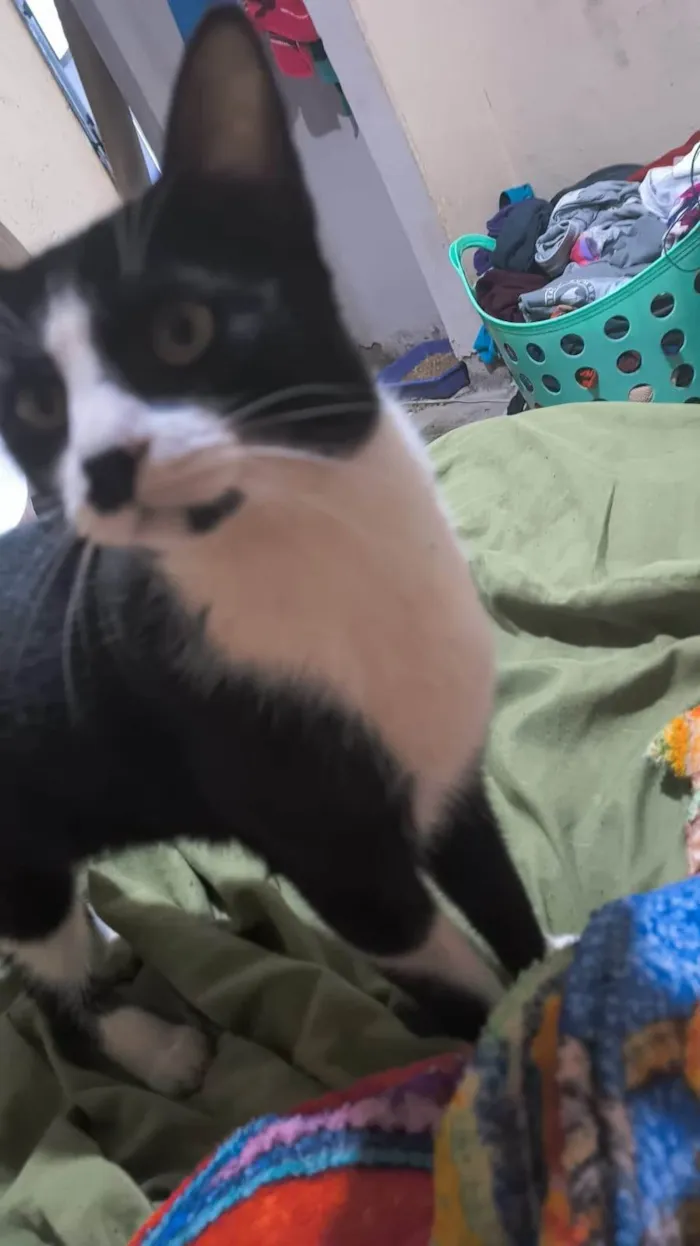 Gato ra a Angorá idade 7 a 11 meses nome Pudim
