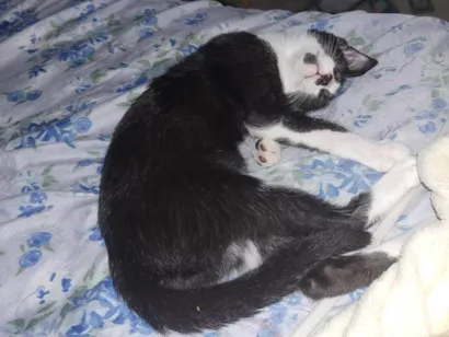 Gato raça Angorá idade 7 a 11 meses nome Pudim