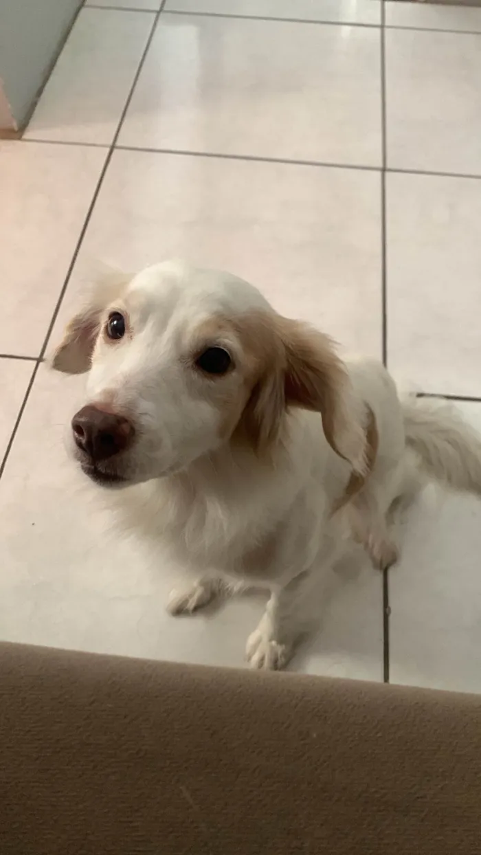 Cachorro ra a SRD-ViraLata idade 3 anos nome Amora