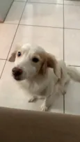 Amora