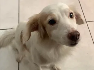 Cachorro raça SRD-ViraLata idade 3 anos nome Amora