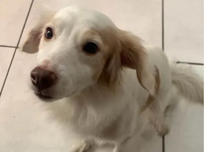 Cachorro raça SRD-ViraLata idade 3 anos nome Amora