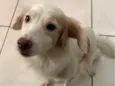 Amora