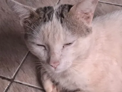 Gato raça SRD-ViraLata idade 1 ano nome NILO