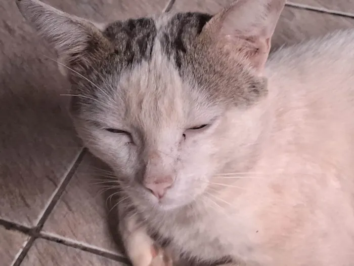 Gato ra a SRD-ViraLata idade 1 ano nome NILO