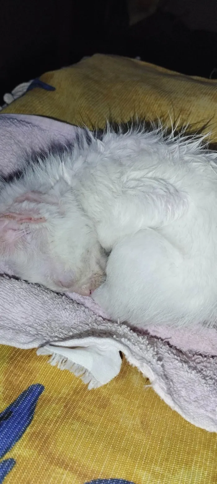 Gato ra a SRD-ViraLata idade Abaixo de 2 meses nome Galega