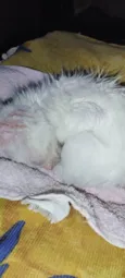 Galega