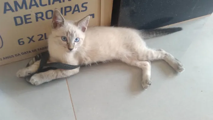 Gato ra a Siamês idade 2 anos nome Siana