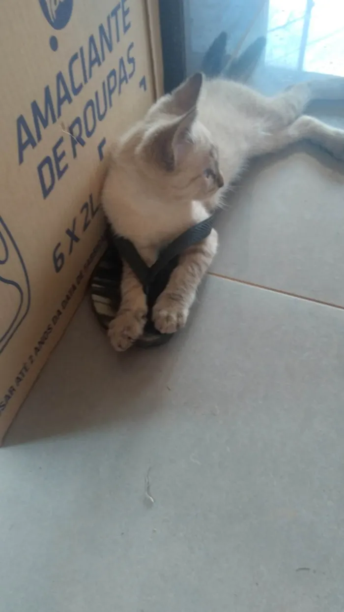 Gato ra a Siamês idade 2 anos nome Siana
