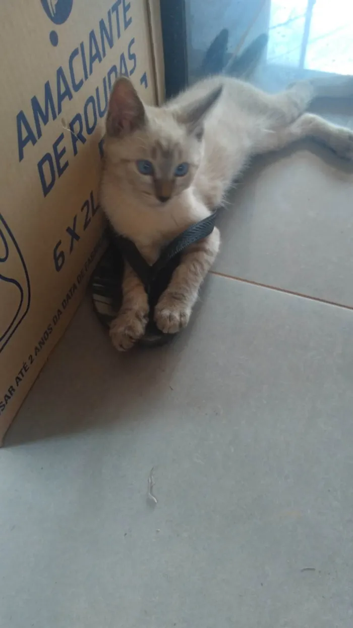 Gato ra a Siamês idade 2 anos nome Siana