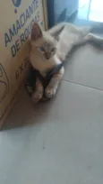 Siana