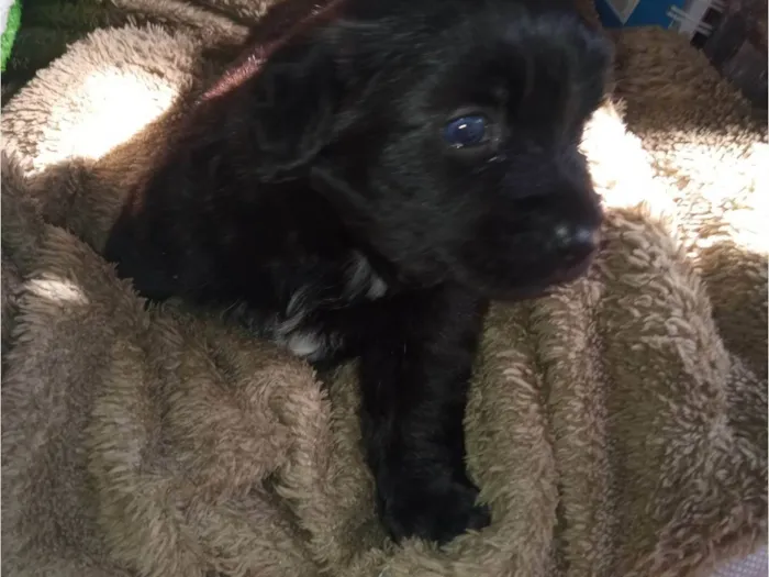 Cachorro ra a Poodle idade Abaixo de 2 meses nome Fufinha