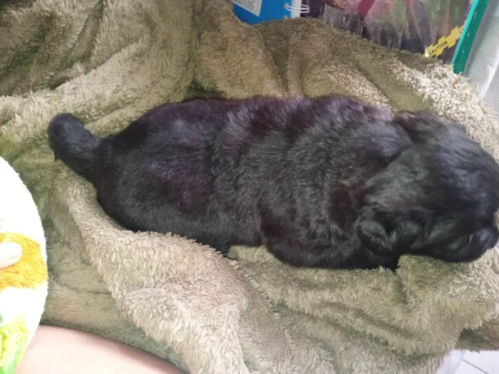 Cachorro ra a Poodle idade Abaixo de 2 meses nome Fufinha