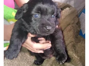 Cachorro raça Poodle idade Abaixo de 2 meses nome Fufinha