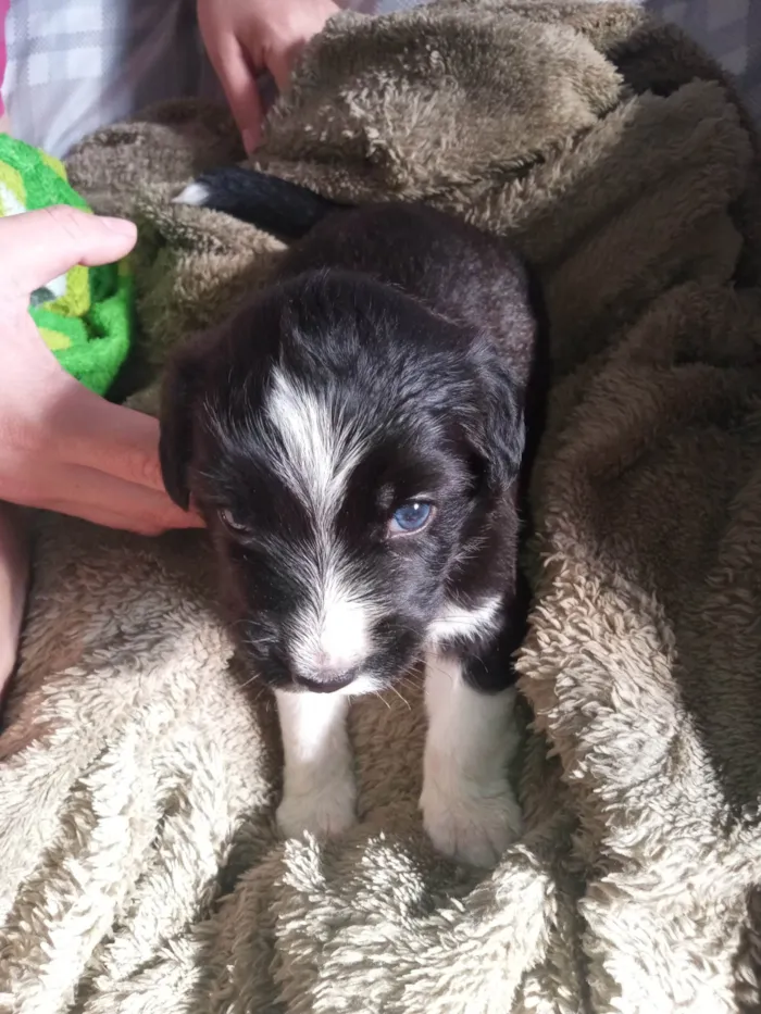 Cachorro ra a Poodle idade Abaixo de 2 meses nome Bem
