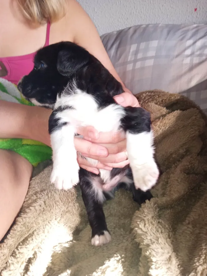 Cachorro ra a Poodle idade Abaixo de 2 meses nome Bem
