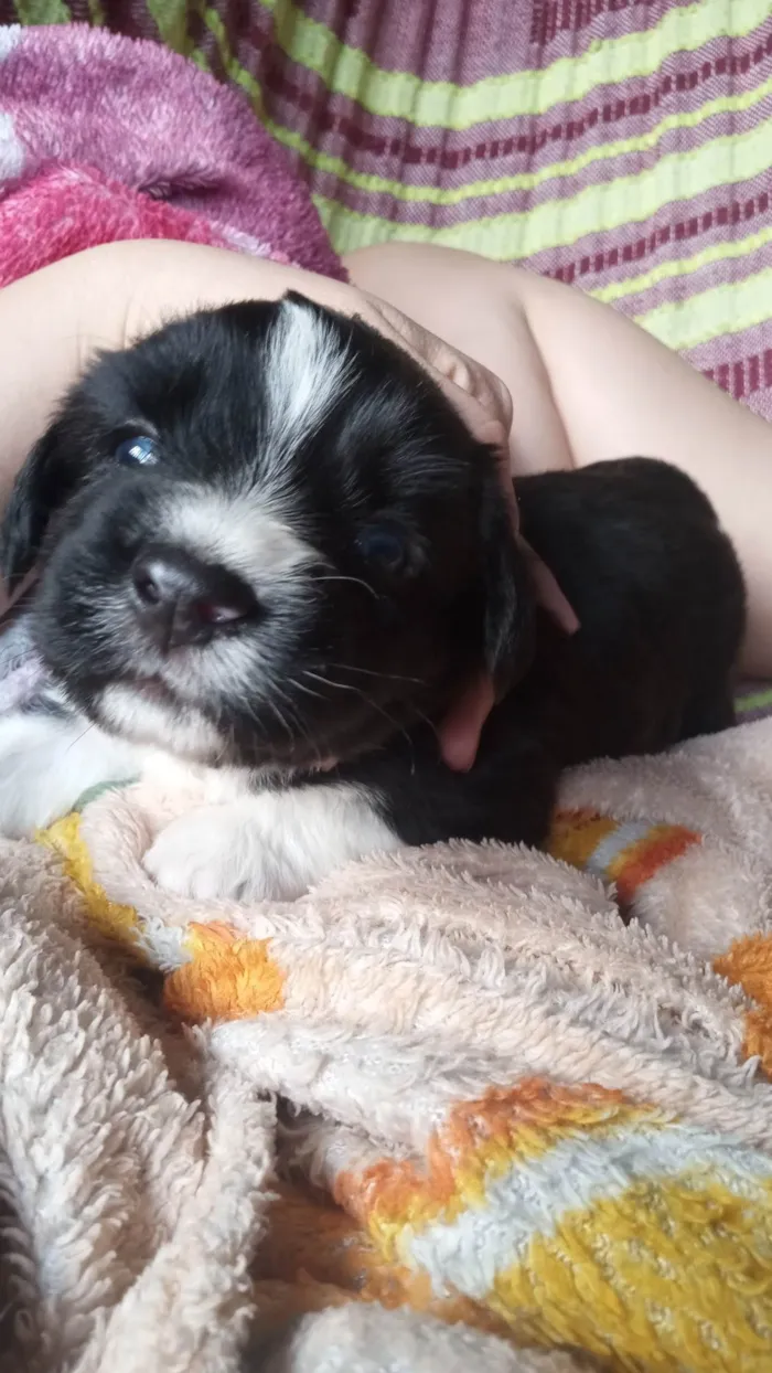 Cachorro ra a Poodle idade Abaixo de 2 meses nome Bem