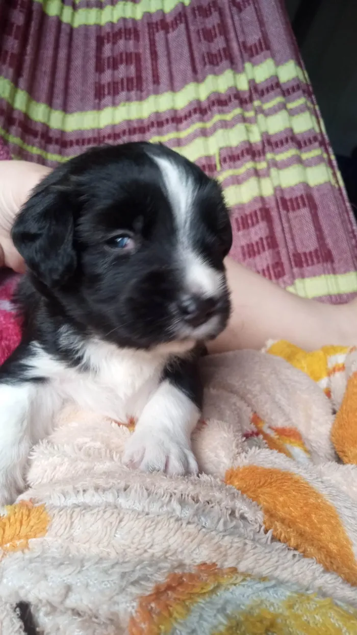 Cachorro ra a Poodle idade Abaixo de 2 meses nome Bem