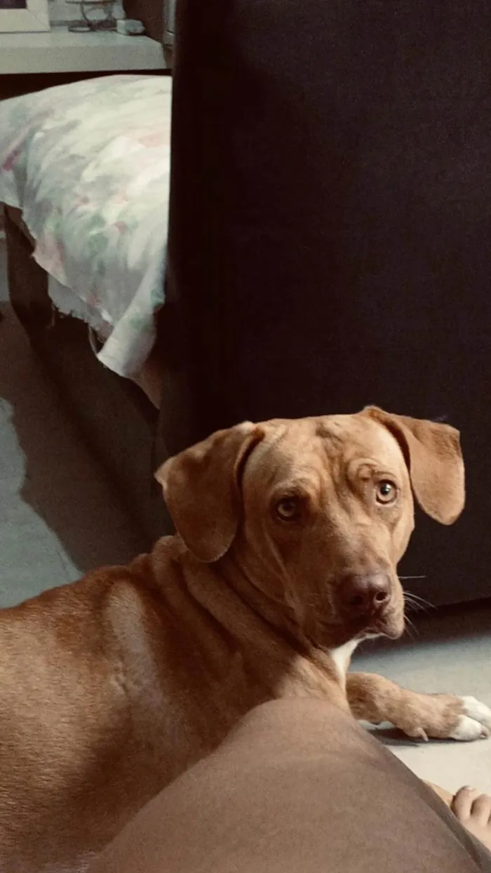 Cachorro ra a Pit-Bull idade 2 a 6 meses nome Gaia
