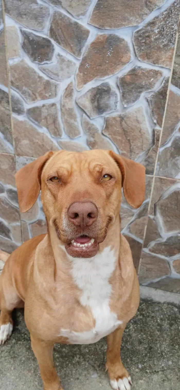 Cachorro ra a Pit-Bull idade 2 a 6 meses nome Gaia