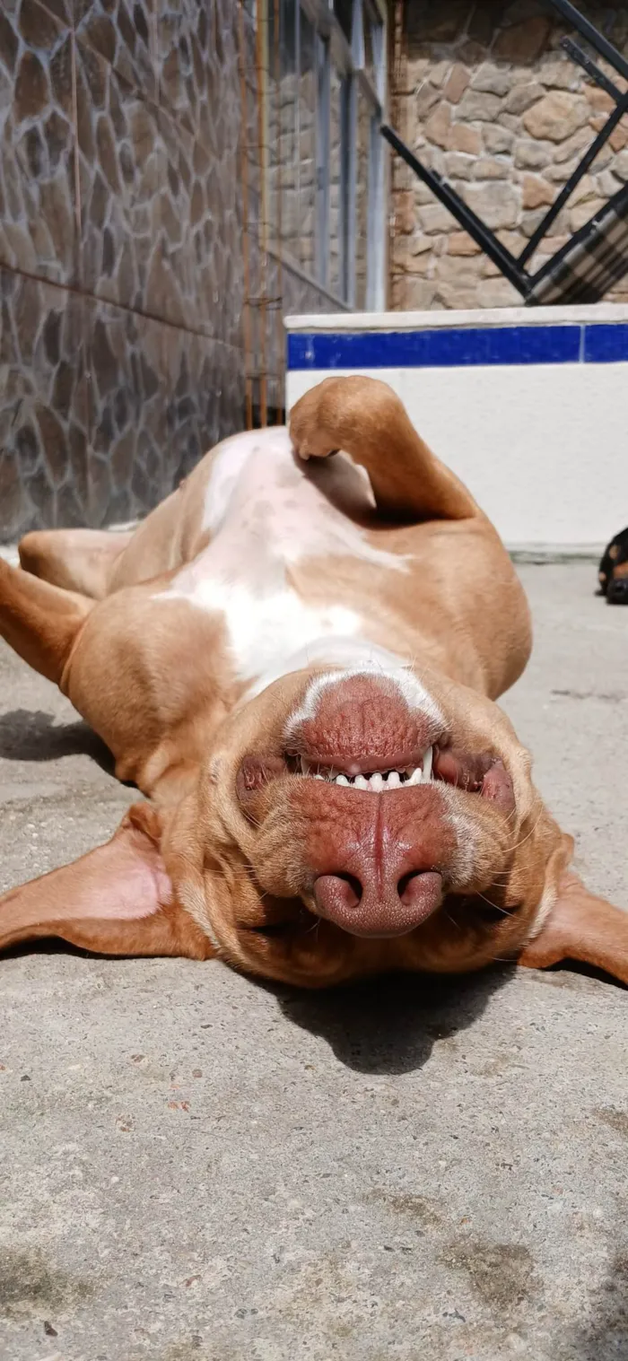 Cachorro ra a Pit-Bull idade 2 a 6 meses nome Gaia
