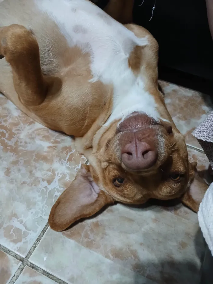 Cachorro ra a Pit-Bull idade 2 a 6 meses nome Gaia