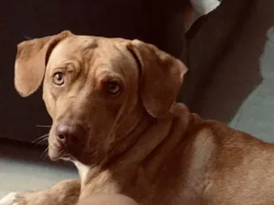Cachorro raça Pit-Bull idade 2 a 6 meses nome Gaia