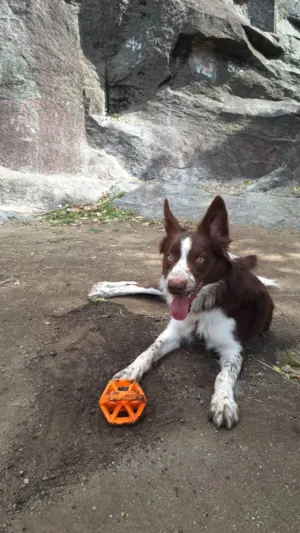 Cachorro raça Border Collie idade 1 ano nome Rudá