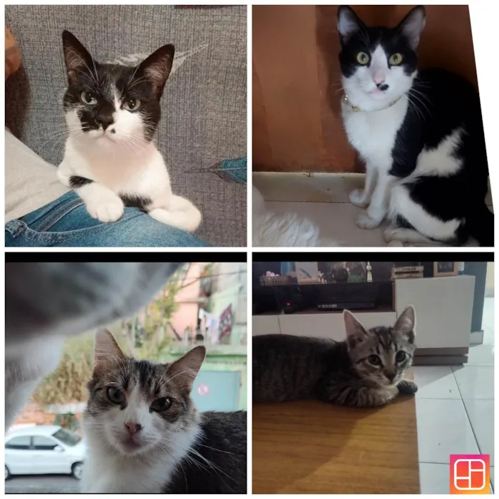 Gato ra a SRD-ViraLata idade 4 anos nome Murisca, Menino feio, Frederico e Ximbinha 