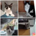 Murisca, Menino feio, Frederico e Ximbinha