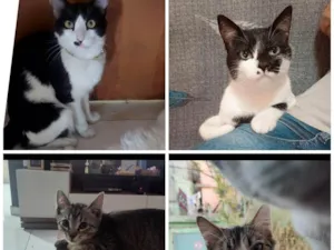 Gato raça SRD-ViraLata idade 4 anos nome Murisca, Menino feio, Frederico e Ximbinha 