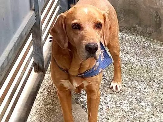 Cachorro ra a Labrador idade 6 ou mais anos nome Thor